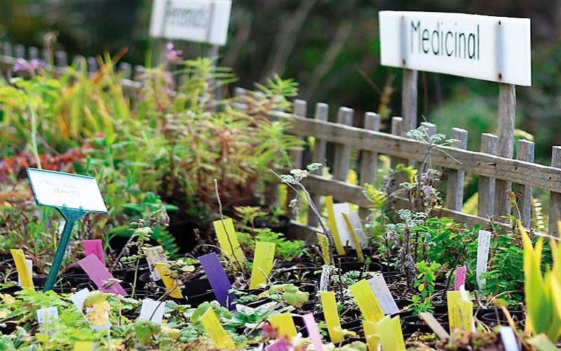 Die Hundegesundheit kann mit Heilpflanzen gefördert werden.