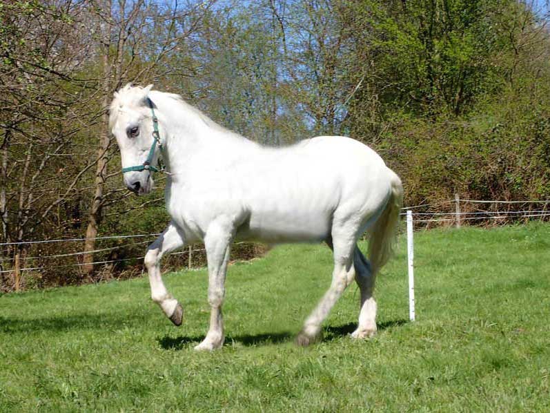 Weiße Lusitano-Stute