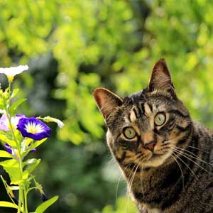 Hauskatze schaut neugierig.