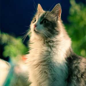 Hauskatze schaut interessiert.