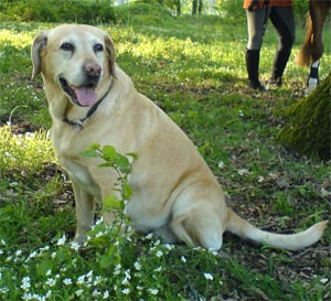 Labrador Hündin