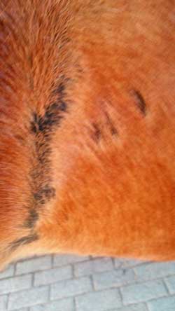 Sommerekzem Narben beim Pferd