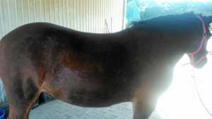 Sommerekzem Narben beim Pferd