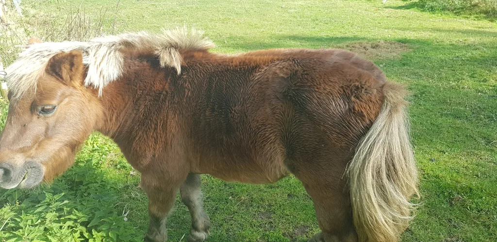 Pony hat kein Sommerekzem mehr.
