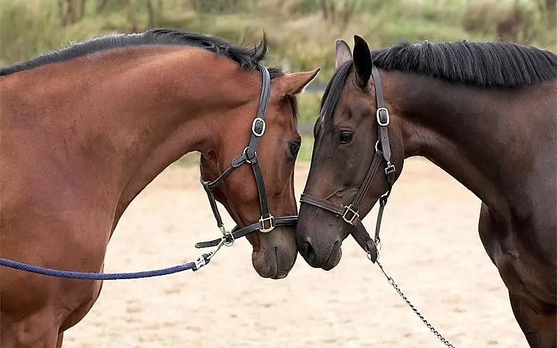 2 Pferde stehen Kopf an Kopf beisammen.