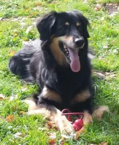 Hovawart liegt auf einer Blumenwiese