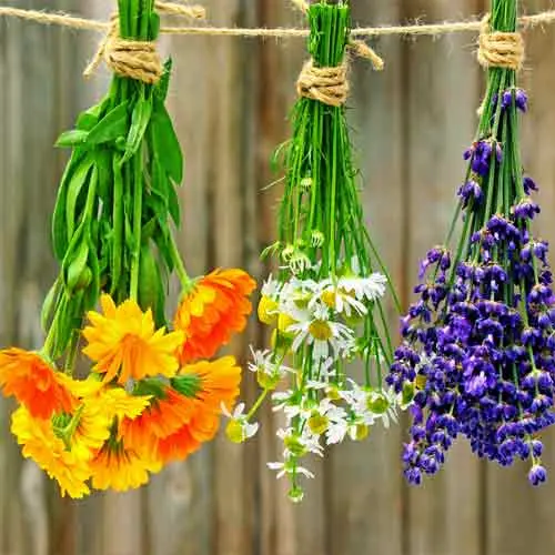 Getrocknete Heilpflanzen