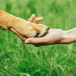 Hundepfote auf einer Frauenhand