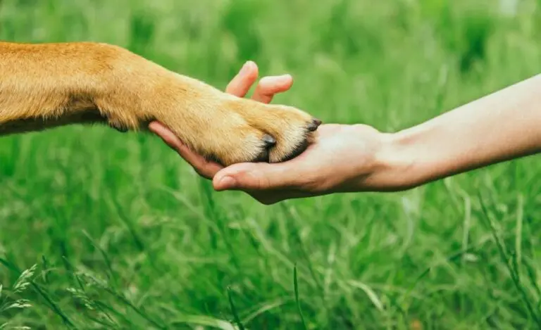 Hundepfote auf einer Frauenhand