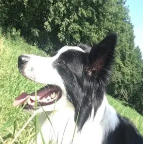 Border Collie auf einer Wiese