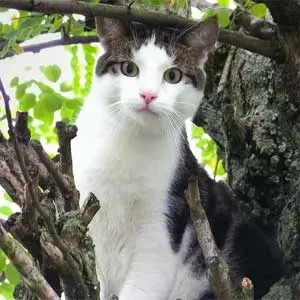 Katze schaut von einem Baum herab.