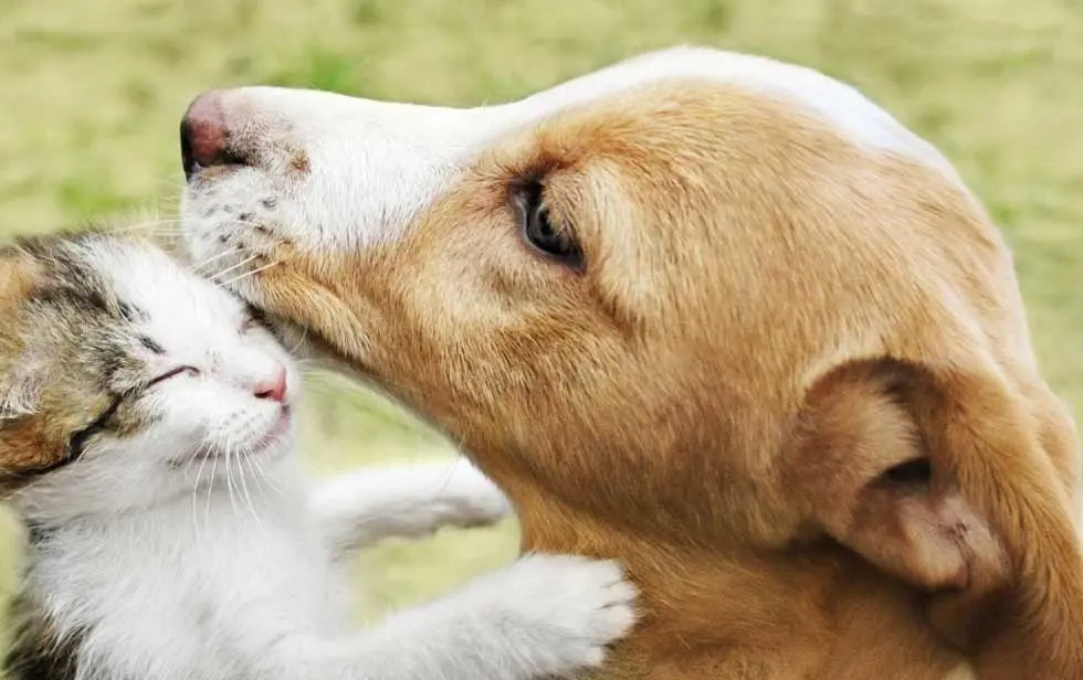 Hund schmust mit einer Katze