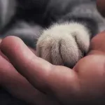 Katzenpfote liegt auf einer Hand.