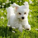 West Highland Terrier