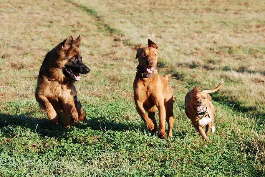 3 Hunde rennen nebeneinander 