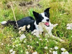 Glücklicher Hund liegt auf einer Blumenwiese