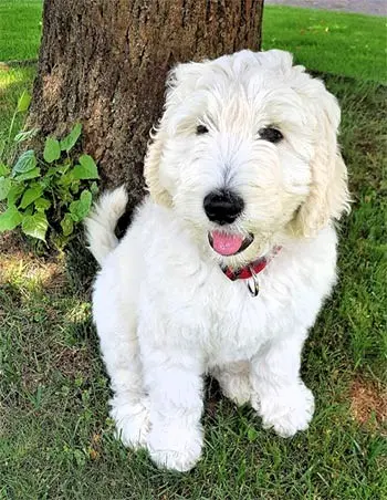 Hund sitzt vor einem Baum