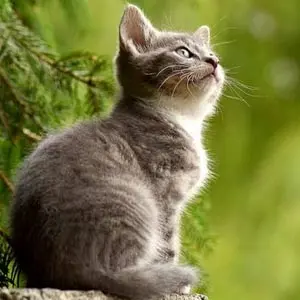 Katze hat eine FIP Infektion überstanden