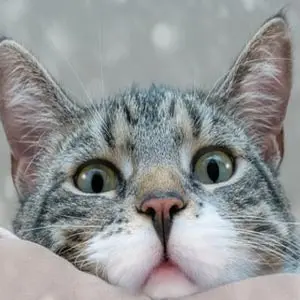 Eine Katze mit einer FIP Infektion schaut ratlos.