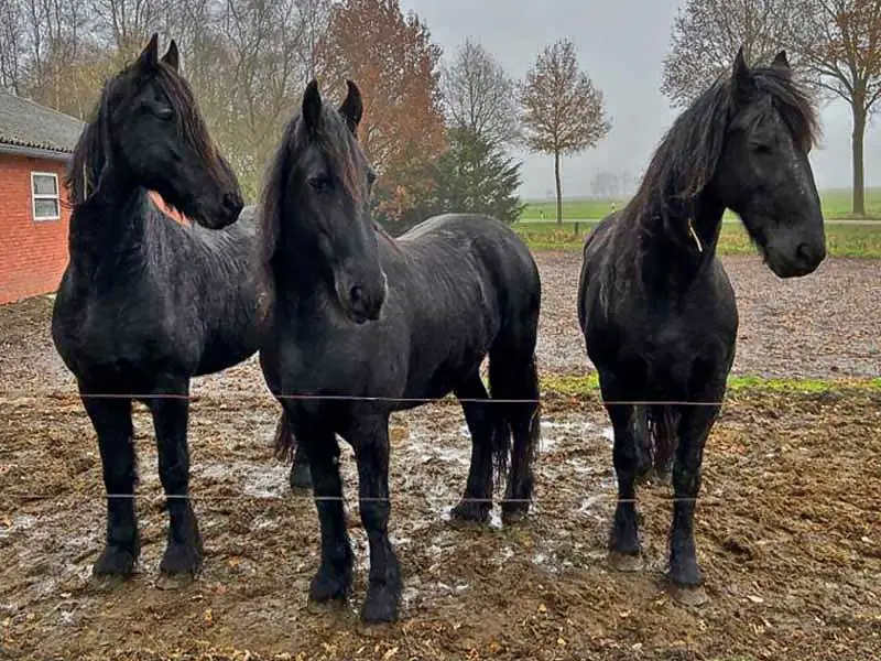 3 schwarze Pferde vor einem Stall.